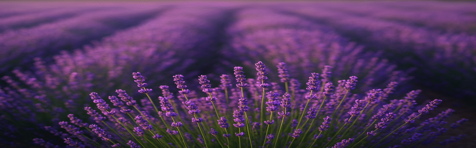 Beautifully Essential